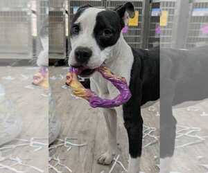 Mutt Dogs for adoption in Murfreesboro, NC, USA