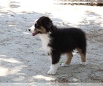 Small #2 Australian Shepherd