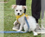 Small #3 Maltese Mix