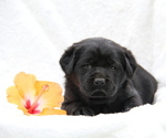 Puppy Jamaica Labrador Retriever