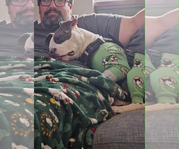 Medium Photo #9 American Pit Bull Terrier-Unknown Mix Puppy For Sale in Germantown, OH, USA