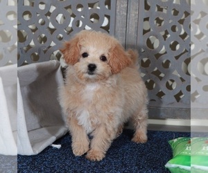 Poochon Puppy for sale in MOUNT VERNON, OH, USA