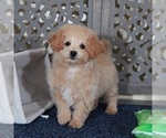 Image preview for Ad Listing. Nickname: Daisy