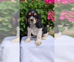 Small #7 Cocker Spaniel