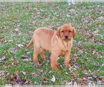 Small #2 Labrador Retriever