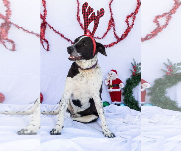 Medium Photo #2 Labrador Retriever-Red Heeler Mix Puppy For Sale in Stover, MO, USA