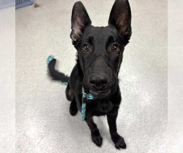 Medium Photo #2 German Shepherd Dog Puppy For Sale in Rancho Cucamonga, CA, USA