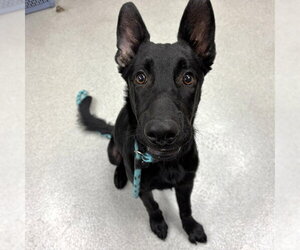 JOHNNY - Male German Shepherd Dog Dog for Adoption - Photo #2