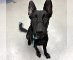 Small Photo #2 German Shepherd Dog Puppy For Sale in Rancho Cucamonga, CA, USA
