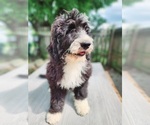 Puppy Puppy 4 Bernedoodle