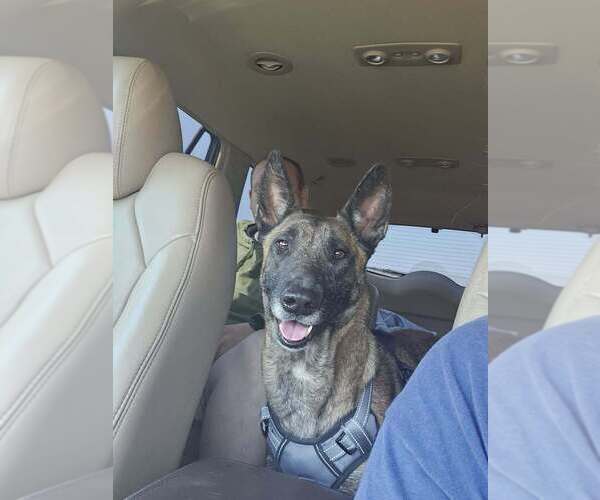 Medium Photo #1 Mutt Puppy For Sale in Imlay City, MI, USA