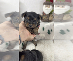 Small Photo #2 Yorkshire Terrier Puppy For Sale in FENTON, MI, USA