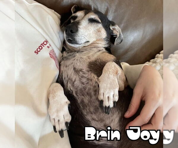 Medium Photo #17 Dachshund Puppy For Sale in San Antonio, TX, USA