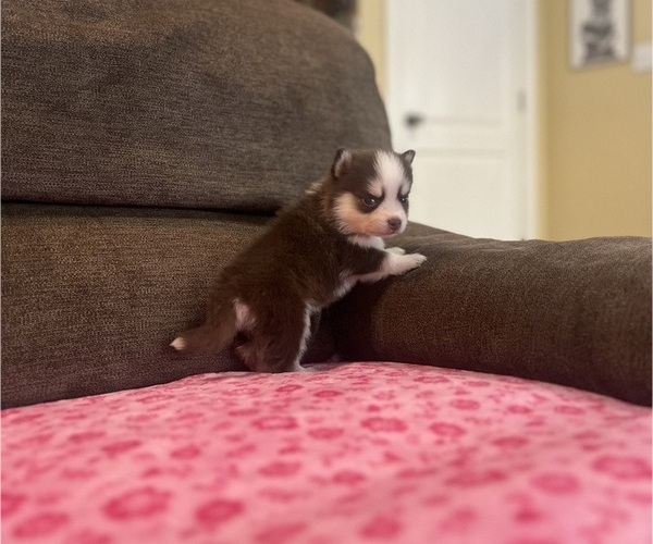 Medium Photo #5 Pomsky Puppy For Sale in DRACUT, MA, USA