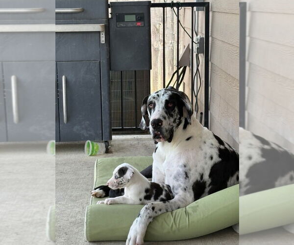 Medium Photo #6 Great Dane Puppy For Sale in Bullard, TX, USA