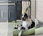 Small #5 Great Dane