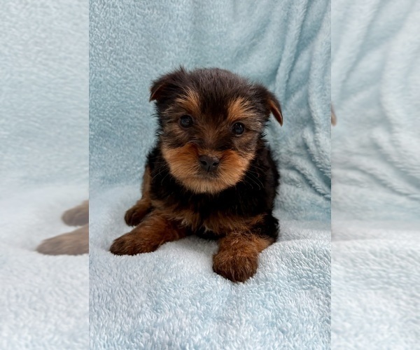 Medium Photo #3 Yorkshire Terrier Puppy For Sale in FAIR HAVEN, MI, USA