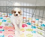 Small #2 Cavapoo (Miniature)-Poodle (Toy) Mix