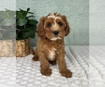 Small #1 Cavapoo