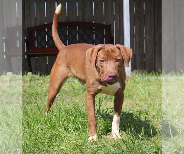 Medium Photo #4 Labrador Retriever-Redbone Coonhound Mix Puppy For Sale in Jackson, MS, USA