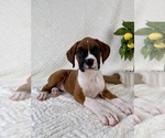 Small #2 Boxer