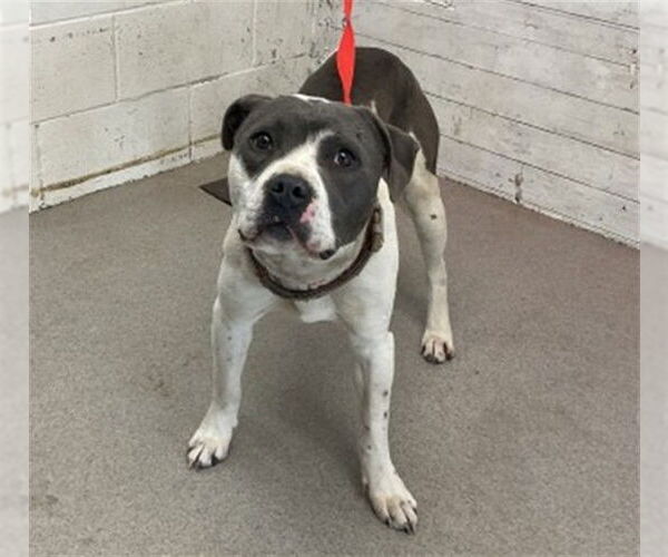 Medium Photo #1 Mutt Puppy For Sale in San Bernardino, CA, USA