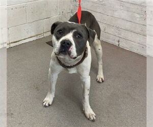 Mutt Dogs for adoption in San Bernardino, CA, USA