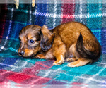 Small #9 Dachshund