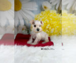 Small Photo #2 Schnauzer (Miniature) Puppy For Sale in RIPLEY, MS, USA