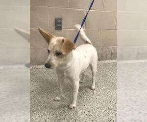 Mutt Dogs for adoption in Conroe, TX, USA