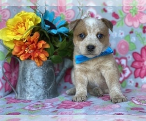 Australian Cattle Dog Puppy for sale in LANCASTER, PA, USA