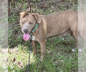 Medium Bulldog Mix