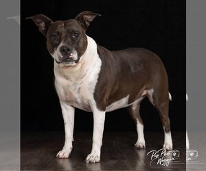 Abbie - Female Mutt Dog for Adoption - Photo #2