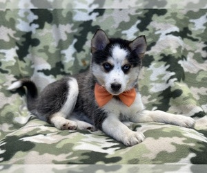 Pomsky Puppy for sale in LAKELAND, FL, USA