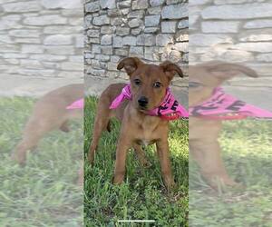 Mutt Dogs for adoption in FRAMINGHAM, MA, USA