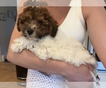 Small #8 Poochon