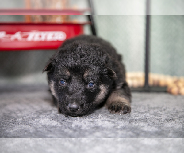 Medium Photo #25 German Shepherd Dog Puppy For Sale in NAPPANEE, IN, USA