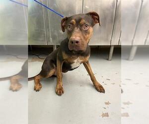 American Staffordshire Terrier Dogs for adoption in Waco, TX, USA