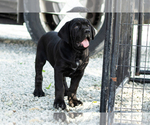 Small #1 Cane Corso
