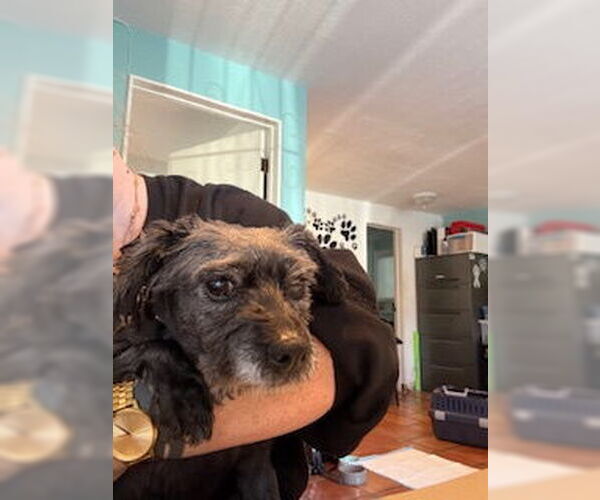 Medium Photo #5 Poodle (Miniature)-Unknown Mix Puppy For Sale in San Diego, CA, USA