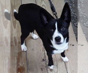 Rat Terrier-Shiba Inu Mix Dogs for adoption in Newfoundland, PA, USA