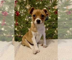 Jack Russell Terrier-Miniature Australian Shepherd Mix Puppy for sale in HILLSBORO, WI, USA