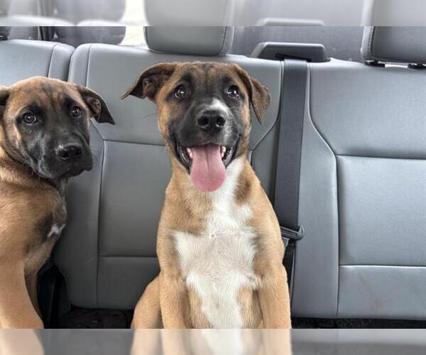 Medium Photo #1 Boxer-German Shepherd Dog Mix Puppy For Sale in Grand Prairie, TX, USA
