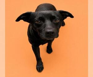 Mutt Dogs for adoption in HESPERIA, CA, USA