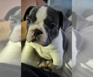 French Bulldog Puppy for sale in PUEBLO, CO, USA