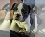 Small French Bulldog