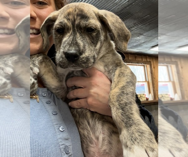 Medium Photo #6 Cane Corso Puppy For Sale in KEWADIN, MI, USA