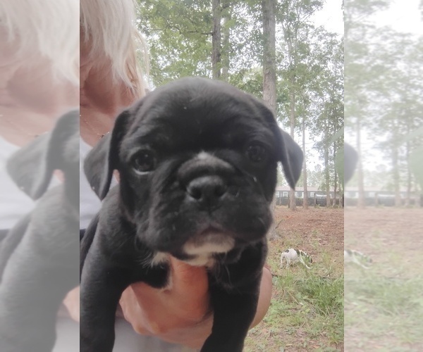 Medium Photo #5 Frenchie Pug Puppy For Sale in NEW WAVERLY, TX, USA