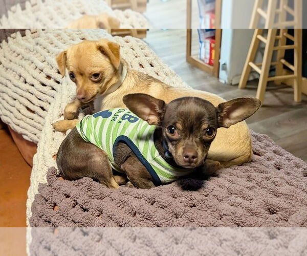 Medium Photo #2 Chihuahua-Unknown Mix Puppy For Sale in Bellingham, WA, USA