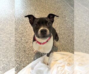 Labrador Retriever-Unknown Mix Dogs for adoption in Brewster, MA, USA